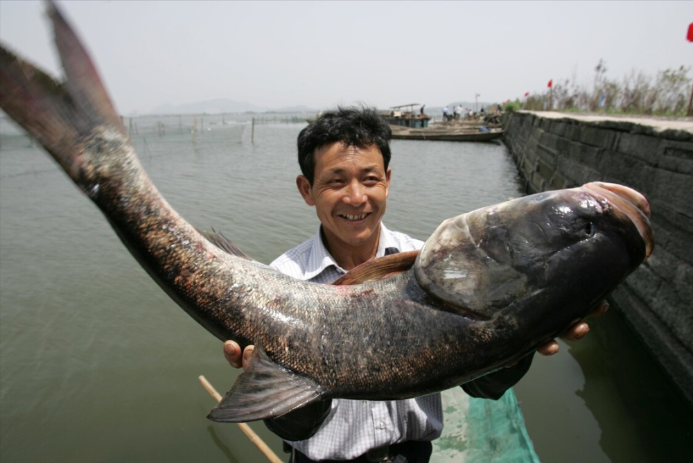 有什么诀窍?秋季钓鲢鳙的几点心得