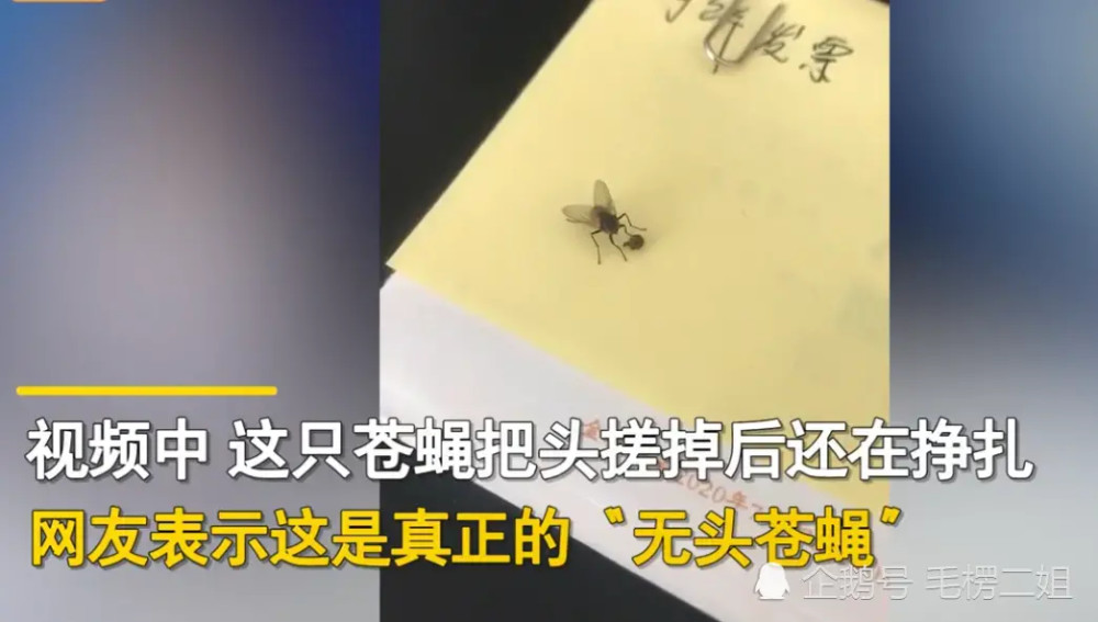 搓手搓掉头的奇葩苍蝇你们见过吗?你们对于此事怎么看呢?5.