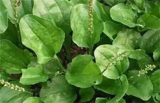 这种云南野菜一般外地人都不太敢吃,你能接受吗?