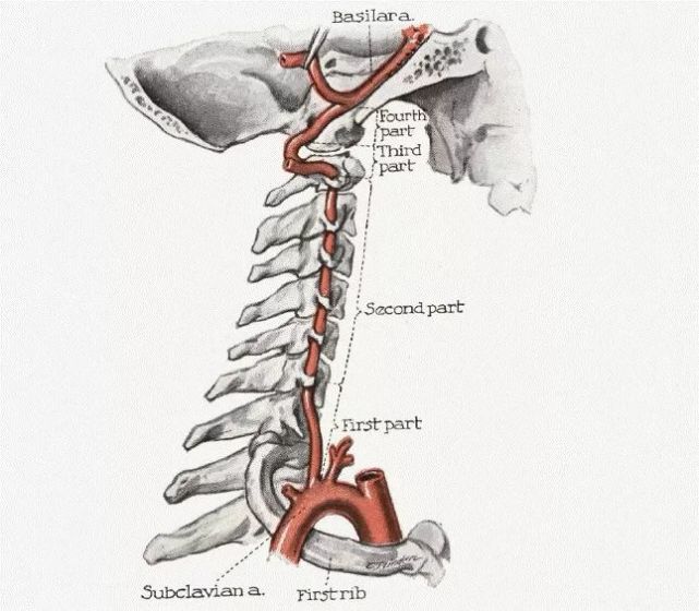 基础必学:椎动脉走形图谱