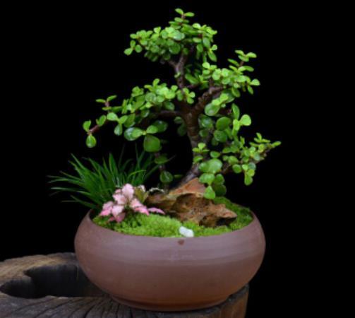 新手养玉树,了解掌握5个要点,养成漂亮的老桩盆景,价值翻倍