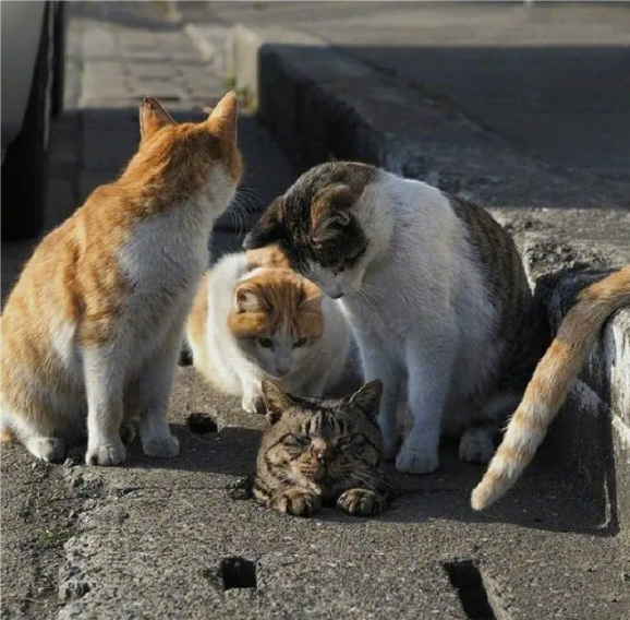 狸花猫卡在下水道出不来,结果橘猫不仅不帮忙,还叫来一群猫围观…02看