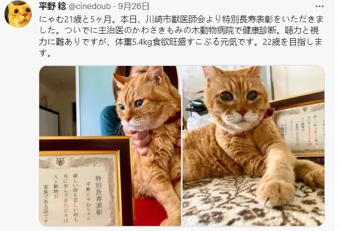 "哈尔滨核酸阳性确诊者养的3只猫,已被安乐死.