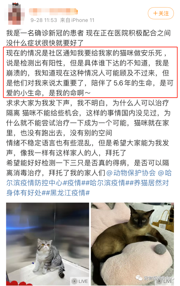 哈尔滨新冠确诊者养的3只猫,在2次核酸检测测阳性后,被安乐死了