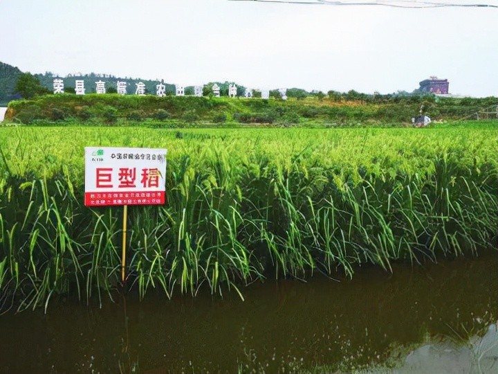 2米高巨型稻种植成功,亩产