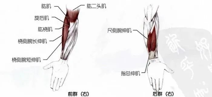 你要学习的手臂肌群拉伸都在这里了_腾讯新闻