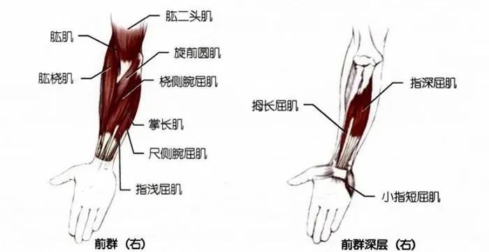 你要学习的手臂肌群拉伸都在这里了_腾讯新闻