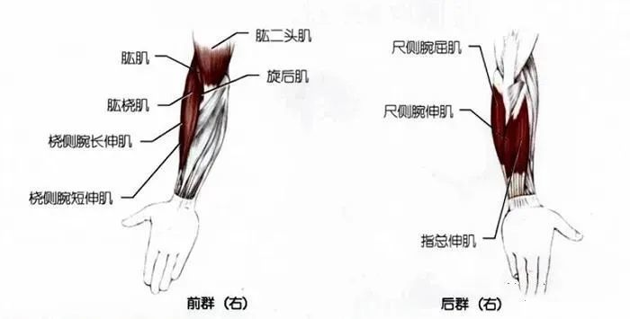 肌肉牵伸牵伸最大的肌肉:指总伸肌,拇短伸肌,尺侧腕伸肌牵伸较小的
