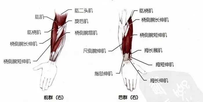 腕短伸肌,桡侧腕长伸肌,指总伸肌,拇短伸肌牵伸较小的肌肉:尺侧腕伸肌