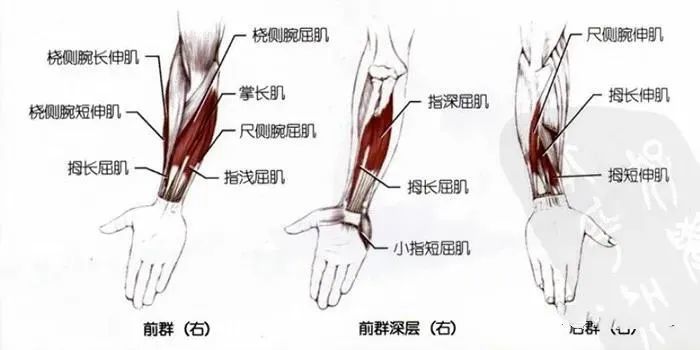 肌肉牵伸