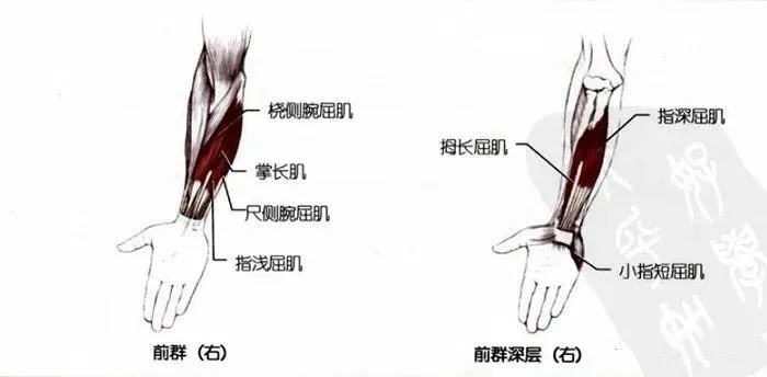 你要学习的手臂肌群拉伸都在这里了