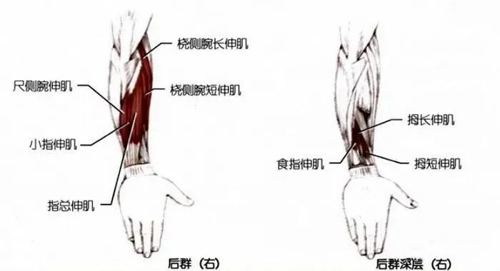 十三,指伸肌牵伸 技术要领 1.坐直或站直. 2.旋