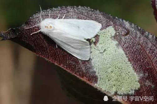 破坏田地,不怕高温,不怕冰冻,美国白蛾虫患为何无法彻底的消灭