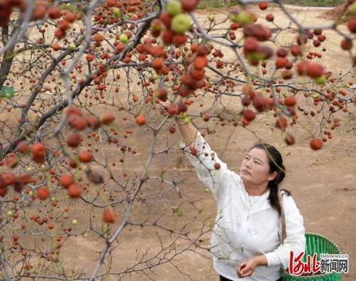 河北省内丘县充分发挥酸枣种植,加工的传统优势,在柳林镇樊交台,东石