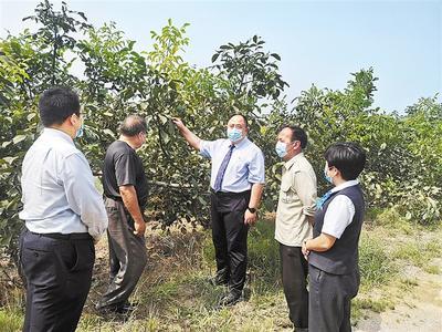 临城绿岭老总_临城绿岭核桃小镇