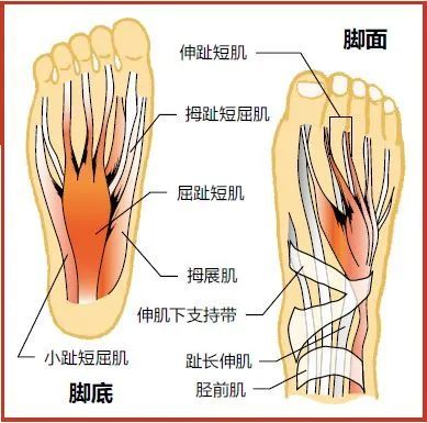 所以在对脚部进行维护时,还要包括脚后跟附近的肌肉和韧带.