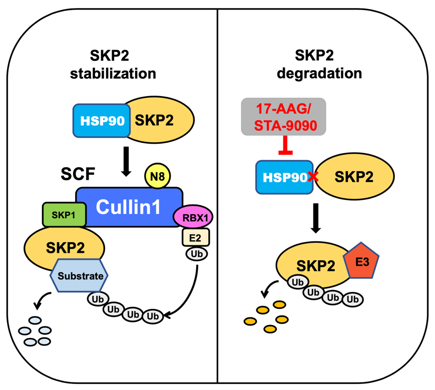 龙华医院贾立军研究员团队发现hsp90分子伴侣系统抑制剂促进skp2泛素