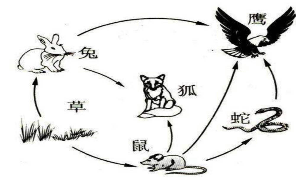 人类只吃食草动物,几乎不吃食肉动物,是因为食肉动物不好吃吗?