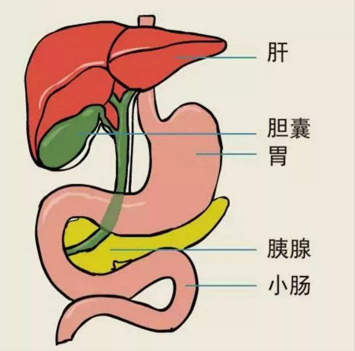 在身体中很一个"仓库,它储存的货物是胆汁,而胆汁在肝脏中生产,并