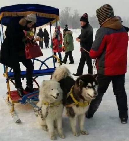 工体冰雪嘉年华再现“狗拉雪橇”项目[墙根网]