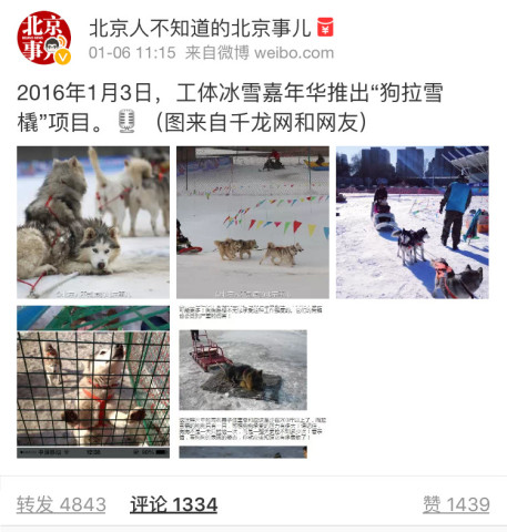 工体冰雪嘉年华再现“狗拉雪橇”项目[墙根网]