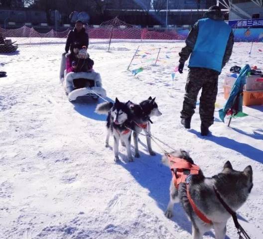 工体冰雪嘉年华再现“狗拉雪橇”项目[墙根网]