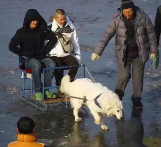工体冰雪嘉年华再现“狗拉雪橇”项目[墙根网]