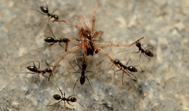 为何所有昆虫都怕蚂蚁?它曾单挑翼龙?