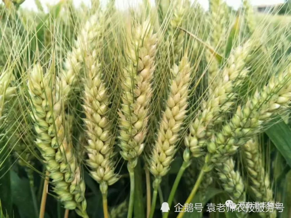 2021年河南主推的5个小麦品种,种植面积都在500万亩左右