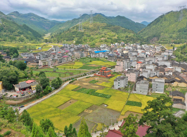 宁德周宁稻田黄秋收忙乡村稻田里丰景如画