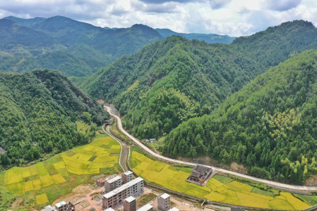 宁德周宁稻田黄秋收忙乡村稻田里丰景如画