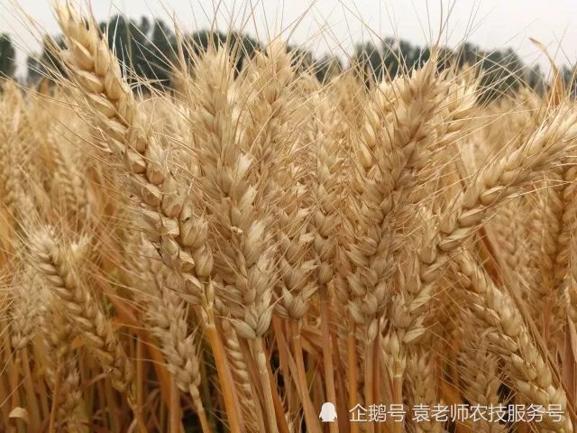 2021年河南主推的5个小麦品种,种植面积都在500万亩