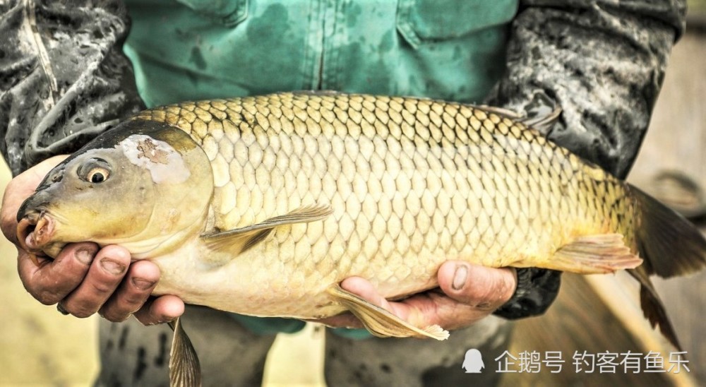 其寿命较长,一般能存活四十年左右,但一些经过人工改良的鲤鱼品种,其