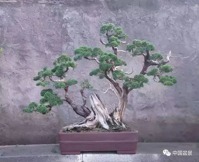 盆景界的长寿者——松柏盆景,越养越好看!