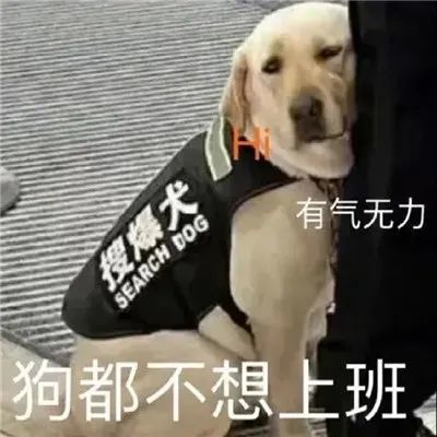 沙雕表情包狗都不想工作