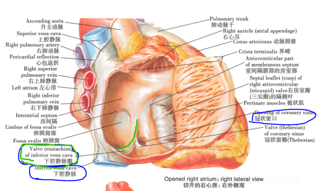 一端连于房间隔中部近卵圆窝处,和上面的解剖图中的下腔静脉瓣是相