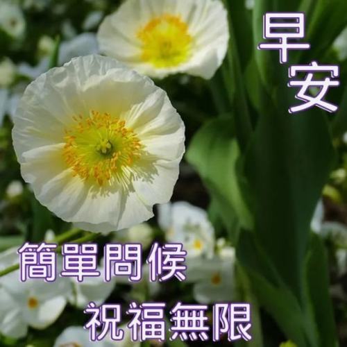 早安图片带字带鲜花大全 早安祝福语