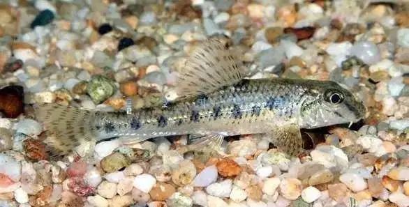 14种北方地区最常见的小型原生鱼,在洛阳的河流里很容易钓到