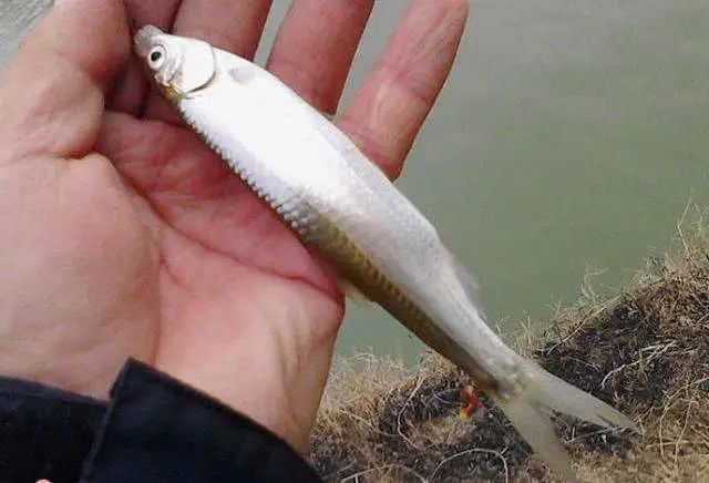 14种北方地区最常见的小型原生鱼,在洛阳的河流里很容易钓到
