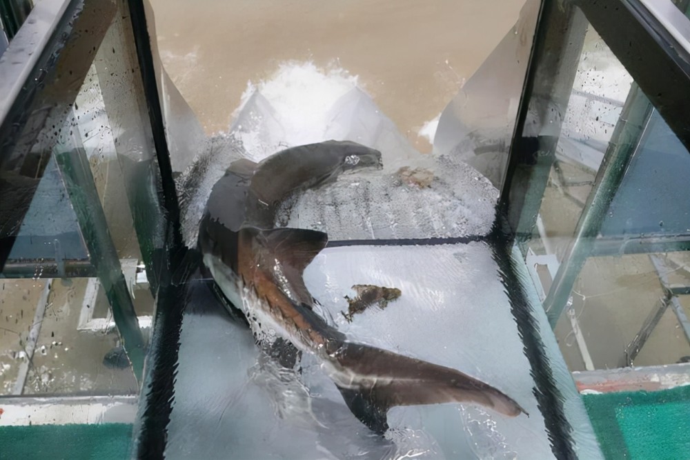 虽然从理论上来说,人工放流中华鲟的确能对野生