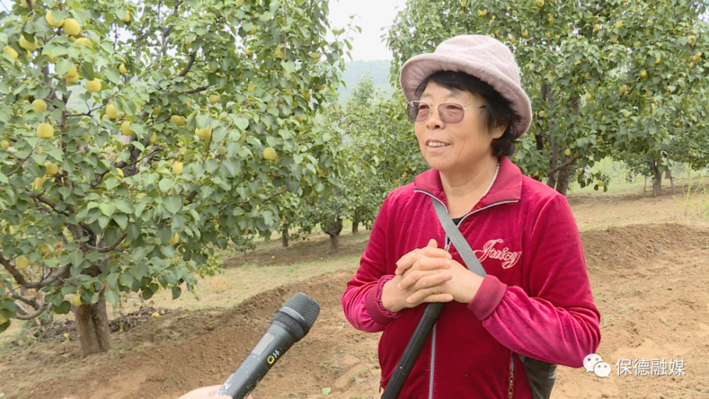 段家沟村李根梅种植梨树尝甜头逐梦小康有奔头