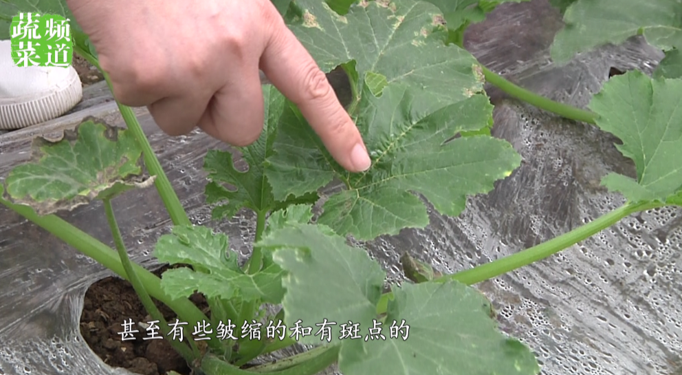 顺着叶脉会有发黄,两边有穿孔这样的情况,首先是蓟马危害导致的,然后