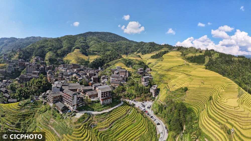 金秋时节,广西龙胜各族自治县龙脊梯田稻谷成熟,金浪滔滔,美不胜收.