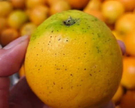 柑橘砂皮病(黑点病)的发病规律及综合防治