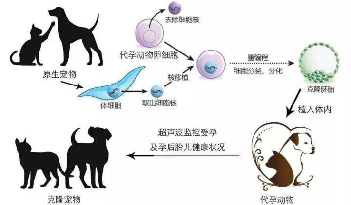 老奶奶花 18 万克隆宠物狗!你支持用克隆的方式延续宠物的陪伴吗?