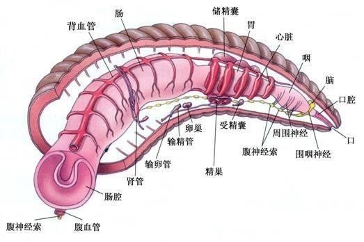 正在吸血的水蛭可恶的水蛭也有"好用处"水蛭所产生的水蛭素能阻隔血液