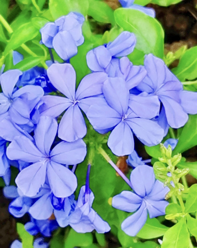 蓝花丹清透花瓣缀满枝淡淡馨香随风曳