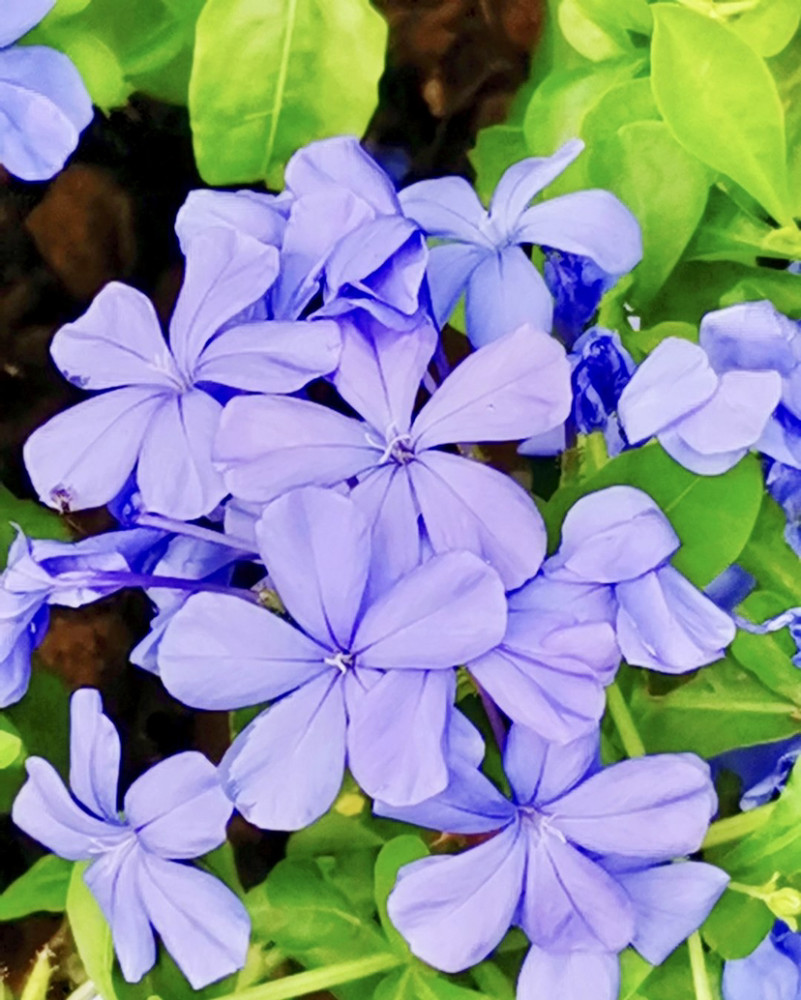 蓝花丹清透花瓣缀满枝淡淡馨香随风曳