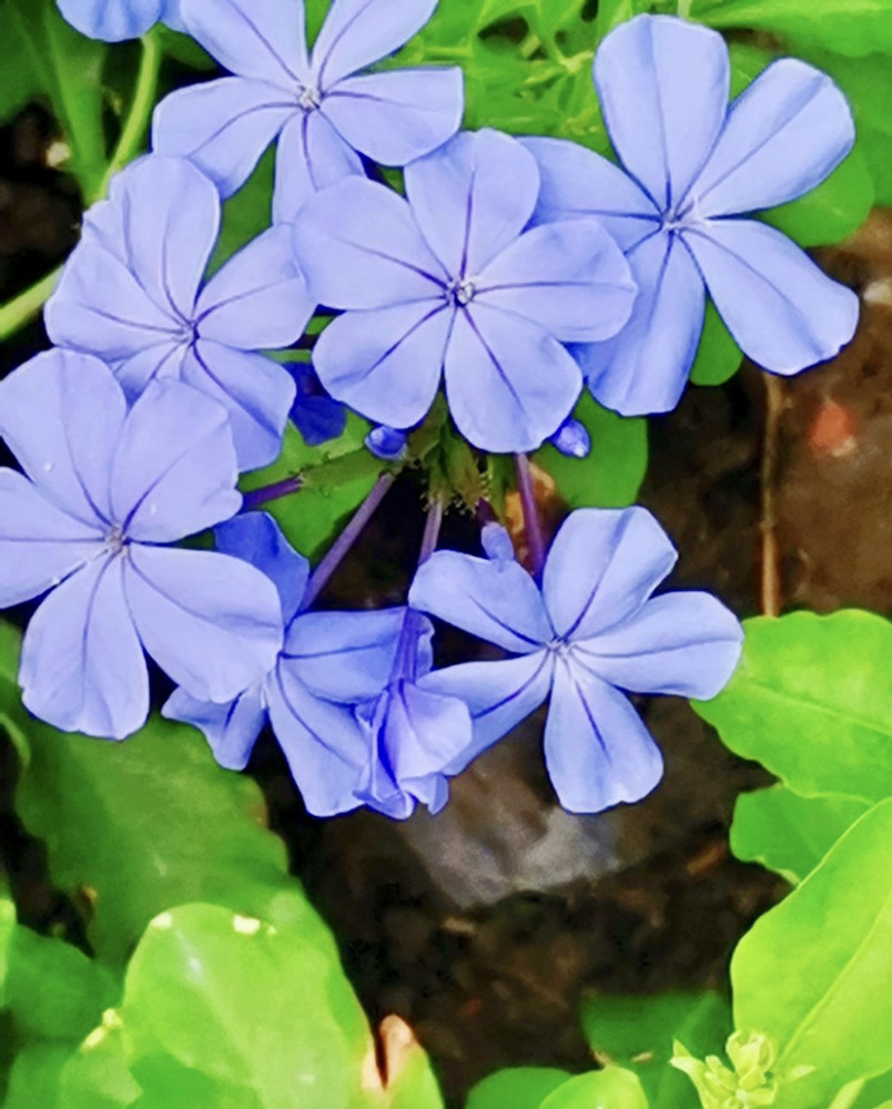 蓝花丹清透花瓣缀满枝淡淡馨香随风曳