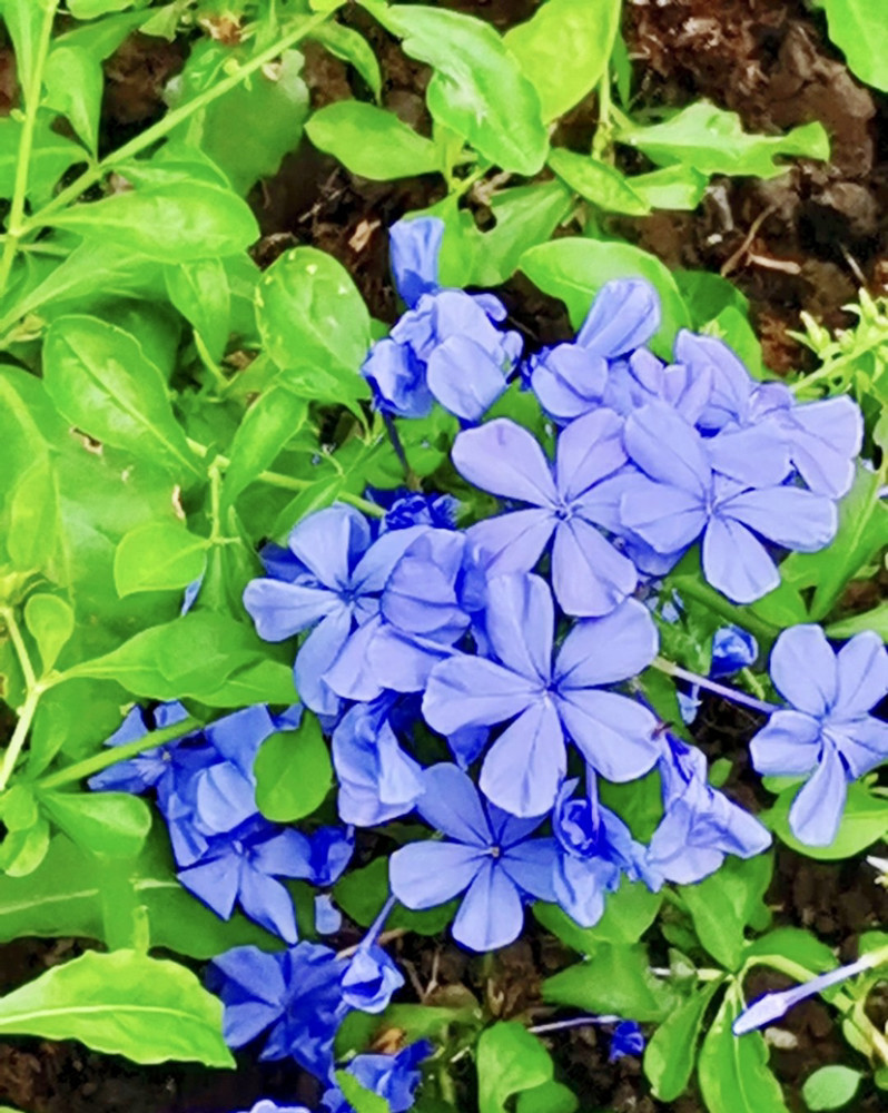 蓝花丹清透花瓣缀满枝淡淡馨香随风曳